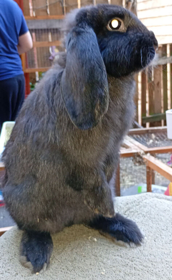 French lop