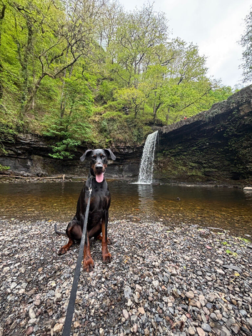 Male 4yr old Doberman