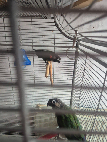 Bonded pair pearly conures