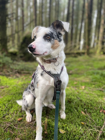 4yo Border Collie Looking for an Active Loving Home