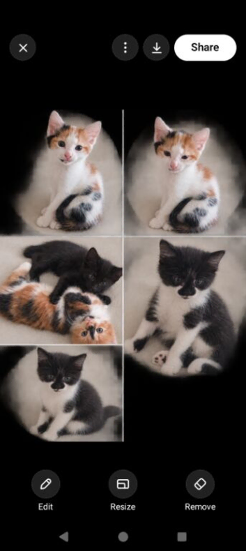 8 week old kittens