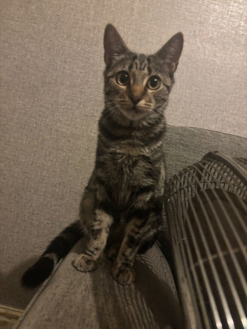 Tabby female