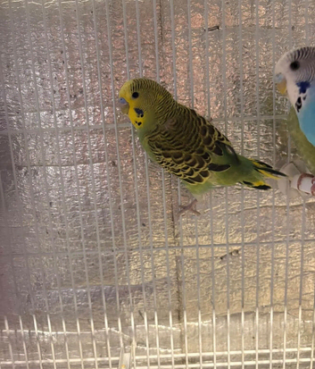 Budgie babies