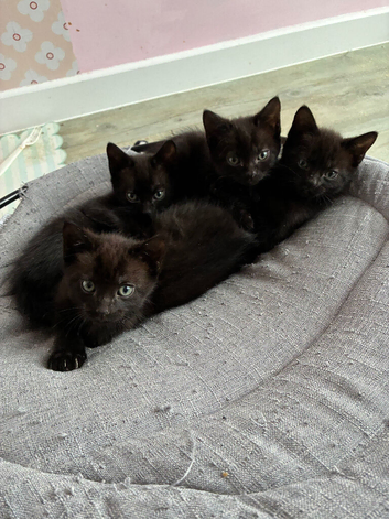 4 black kittens looking for new home