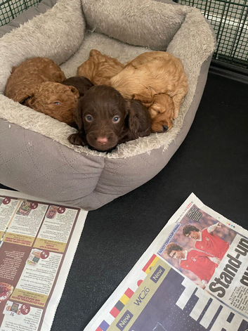 Pra clear miniture cockapoo puppies