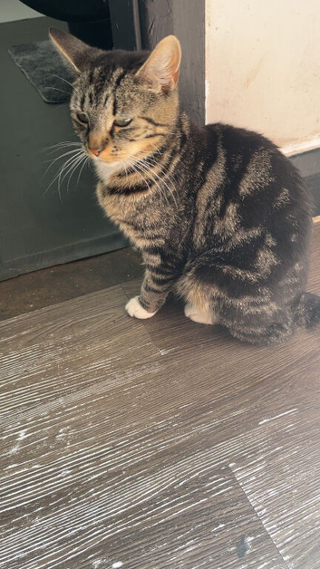 Adult cat