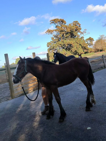 Cob filly foal