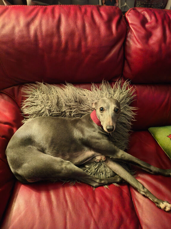 Blue 8yr old female Whippet