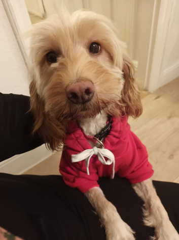 Cockapoo female
