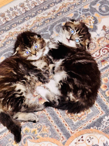 Scottish fold long hair