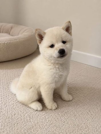 Japanese Shiba Inu puppies