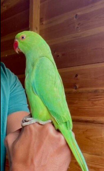 Baby green ring neck talking parrot
