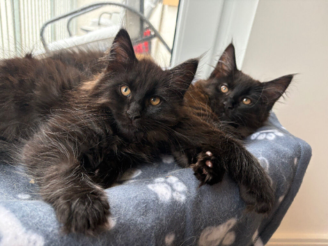 Maine coon (2 LEFT)