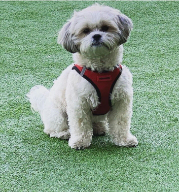 Male Shihtzu looking for new home