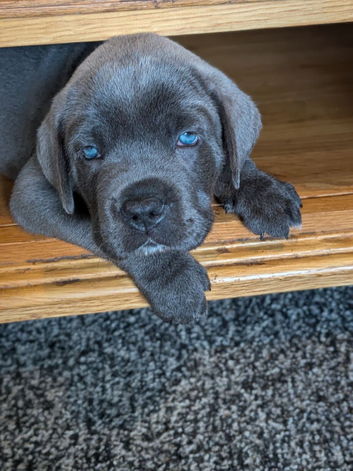 8 stunning Cane Corso looking for forever home