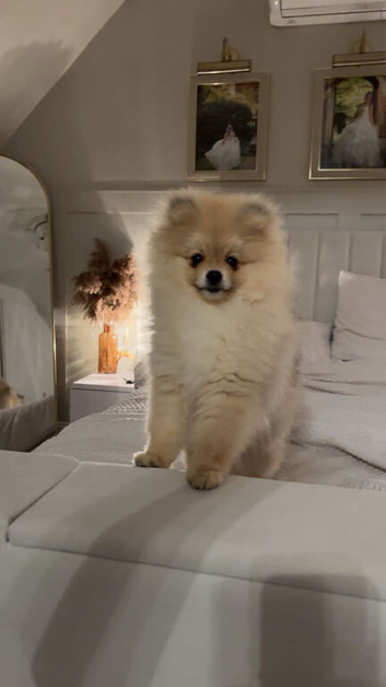 Beautiful Pomeranian boy looking for a loving home