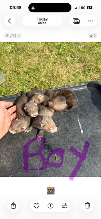 Ferrets for sale