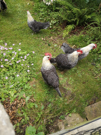 Silver Campine  fertile  eggs