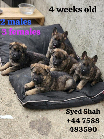 German Shepherd Puppies- Outstanding Quality & Loyal Companions