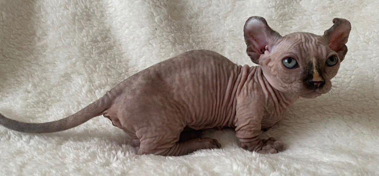 Beautiful Sphynx Dwelf Female Kitten
