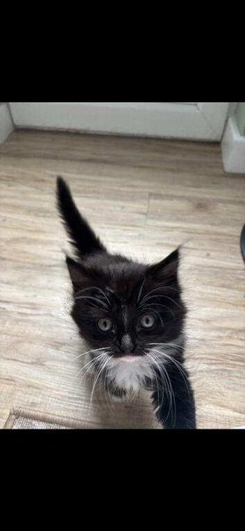 3 kittens for sale