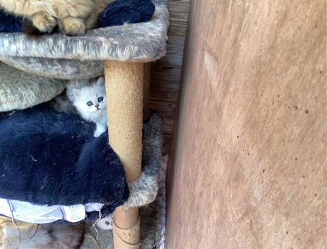 Persian chinchillas kittens