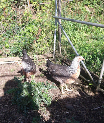 Silver partridge leghawn