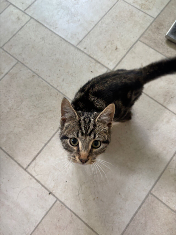 2 kittens to rehome brother and sister