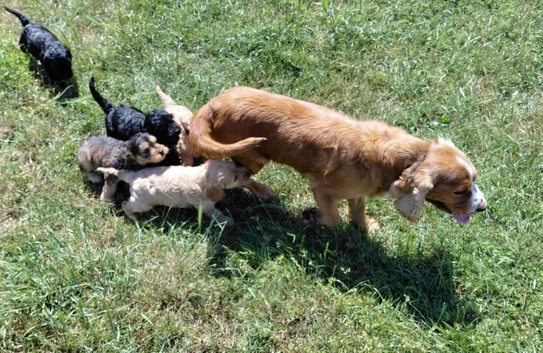 Fluffy Cockapoo X Cavapoo puppies