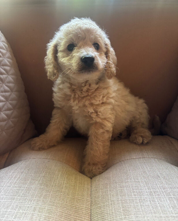 F1B Cavapoos health tested