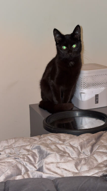 Bombay kitten &pound;20