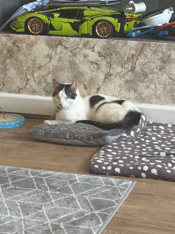 Friendly cats