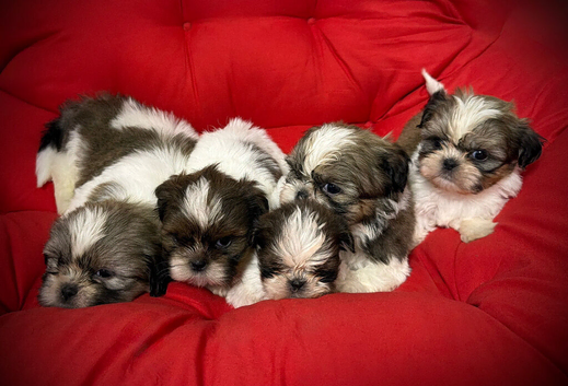 Tiny Shih Tzus Puppies