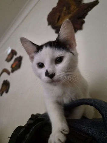 5 month old kittens