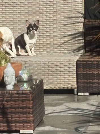 Full breed Chihuahua puppies due