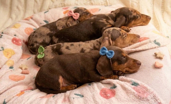 *+*+*+*+*+Fully KC REGD MINIATURE DACHSHUNDS ready now *+*+*+*+*+