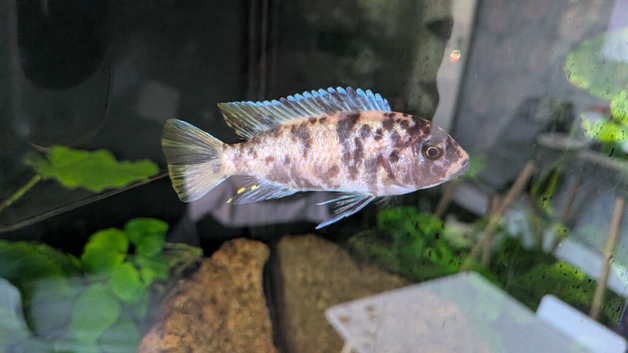 10 x Mixed Malawi Cichlids Mbuna for sale