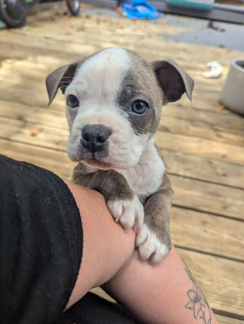 Beautiful Boston X Puppies * READY NOW *