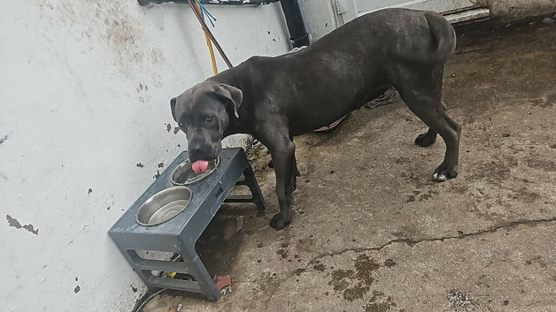 14 month old female cane corso