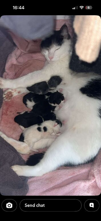 Ready now beautiful female kittens 8 weeks old