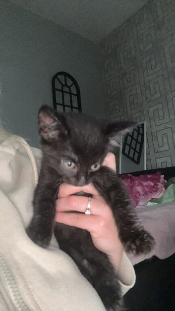 A little girl looking for her forever home