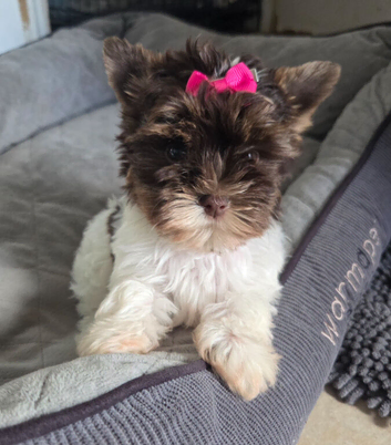 Tiny little girl ready to new home