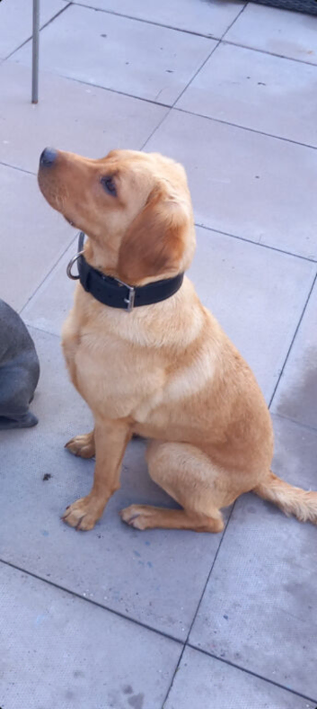 Labrador