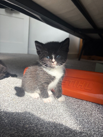8 adorable kittens for sale.