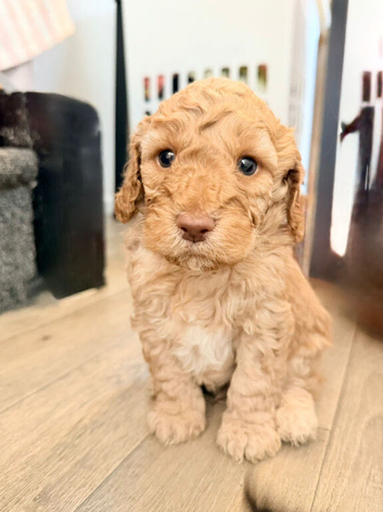 F1b cockapoo