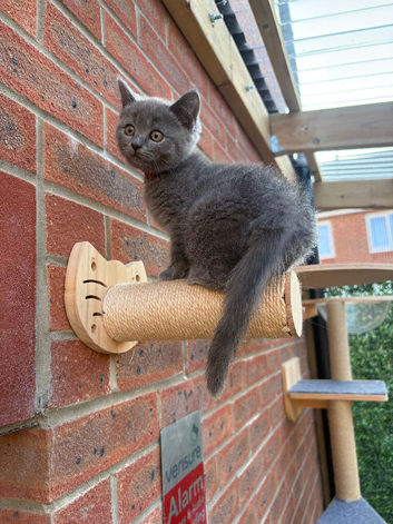Ragdoll x BSH/Scottish Fold Kitten