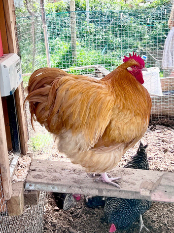 Buff Orpington Cockerel