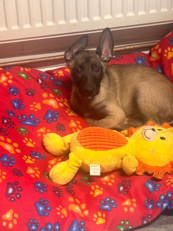 Belgian malinois
