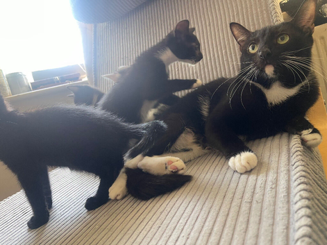 Mixed pattern tuxedo kitties