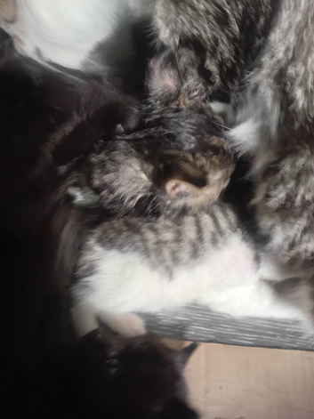 Kitens